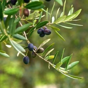 Olive Tree 'Arbequina' - Live Starter Plant 6-10"+ Tall